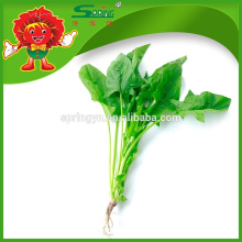 IQF whole leaf organic spinach